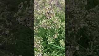 119 Chives Seed Collection seeds chives flowers seeds homegrown growyourownfood shortvideo [upl. by Lipsey]