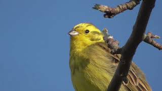 Goldammer singt Emberizia citrinella  Natur [upl. by Efram]