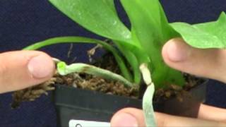 Why Are My Phalaenopsis Orchid Roots Green [upl. by Dori643]