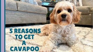 5 REAL Reasons You Should Get a Cavapoo 🐶  What You Need to Know [upl. by Nnazil]