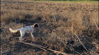 1 saatte limitler doldu quail صيد السمان bıldırcınavı keşfet avcı hunting [upl. by Auqinot682]