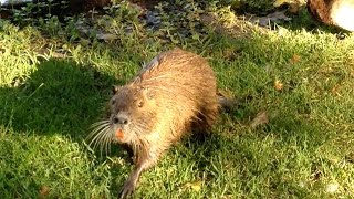 NUTRIA und Enten betteln um Futter [upl. by Anatollo]