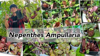 Nepenthes Ampullaria [upl. by Abehsile]