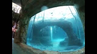 The Abyss Slide  Atlantis Bahamas Waterpark Aquarium Slide GoPro Video [upl. by Mariam]