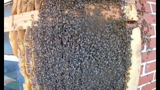 Giant 50000 Honey Bees in an Old School 200 Pounds of Honey beekeeping honey [upl. by Yajnas]