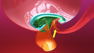 Allantois formation  Embryonic folding 3D overview  Animated Embryology  3rd Week [upl. by Trebbor]