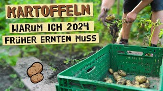 Warum du Kartoffeln 2024 früher ernten solltest wenn du diese Probleme hast  Knollenfäule im Boden [upl. by Hayyim962]