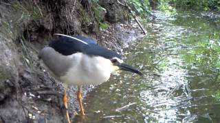 Nycticorax nycticorax Nitticora 034 [upl. by Kalman]