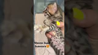 cat bengal kitten bengallovers bengals bengallove bengalcat kitty catlover bengalkitty [upl. by Savanna]