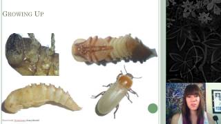 Insect Growth and Development [upl. by Gary]