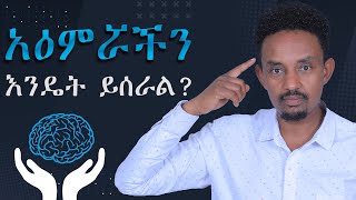 አዕምሯችን እንዴት ይሰራል [upl. by Fara]