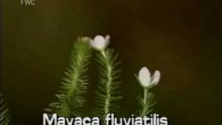 bog moss Mayaca fluviatilis [upl. by D'Arcy92]