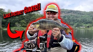 BIG Lake District Perch From a FLOAT TUBE [upl. by Yalonda]