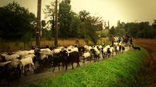 La route de la transhumance dans le Béarn  La quotTranshumance Attitudequot [upl. by Machutte]