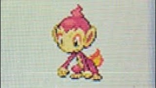 Shiny Chimchar hatched in HGSS after 1302 Masuda Method Eggs shinypokemon [upl. by Chickie]