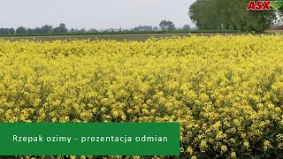 Jaki rzepak ozimy wybrać Prezentacja nowych odmian rzepaku ozimego – dział nasion firmy Agrosimex [upl. by Lhamaj]