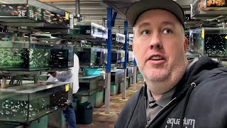 Thousands of Rare Aquarium Fish at MASSIVE Wholesaler  Aquarium Glaser Tour [upl. by Codie]