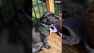 Who was it😂 shorts cute funny dog guilt [upl. by Asyl]