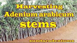 Harvesting Adenium arabicum stems [upl. by Lrae491]