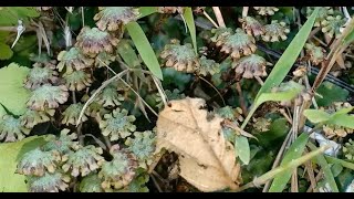 Marchantia  Male Antheridium [upl. by Kcirednek170]