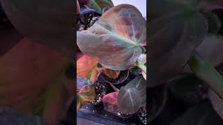 Philodendron micans plants garden greennature Varigata [upl. by Wentworth]