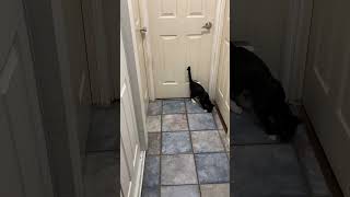 Moonshine that is the spare room cat cuteanimal catsofyoutube kitten [upl. by Yatnod]