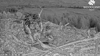 Fish number one arriving in the dark takes Dorcha the Loch Arkaig Osprey by surprise 13 Jun 2024 [upl. by Lokkin25]