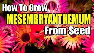 How To Grow Mesembryanthemum From Seed [upl. by Enyala]