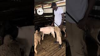 Qualities of a good breeding Dorper Sheep Ram Explained [upl. by Osi]