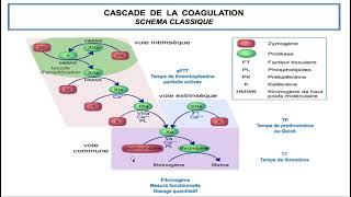 Hemato  02CAT devant un syndrome hémorragique  révision du chapitre de lhémostase DrAbbadi [upl. by Kleon]