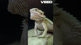 Lizards’ Tail Trick Natures Survival Hack youranimals [upl. by Aneek]