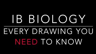 Every IB Biology drawing you NEED to know [upl. by Llenrad31]