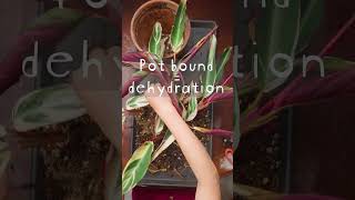 Stromanthe Triostar Repotting Tips [upl. by Olmstead]