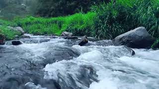 Forest Ambience Relaxing Water Sounds amp Birds Singing for Relaxation amp Sleep [upl. by Anallij]