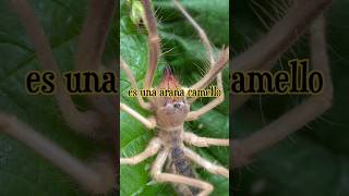 Imponente araña camello 🕷️🐪 animales datoscuriosos arañas sabiasque viral aracnidos [upl. by Hauser]