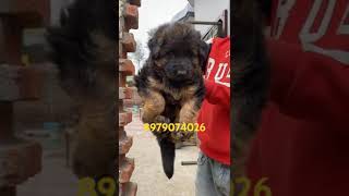 German puppy For sale Noida Dehradun Lucknow Delhi Roorkee Agra Haridwar Bijnor Moradabad Gaya [upl. by Namhar]