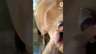 horse groom funnyanimal animals horselover اسب beautifulhorse design [upl. by Irihs]