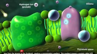 Photosynthesis Light reaction Calvin cycle Electron Transport 3D Animation [upl. by Rich375]