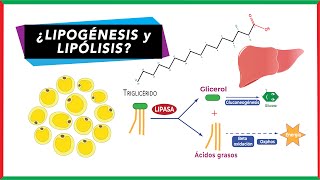 Diferencias entre Lipólisis y lipogénesis  Bioquímica [upl. by Yard]