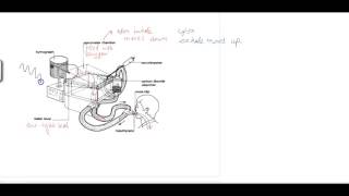 Measuring lung function Spirometer [upl. by Hildick878]