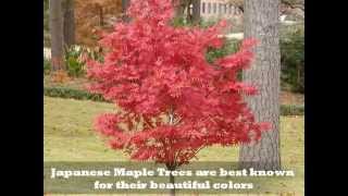 Which Maple Trees are Best [upl. by Kilbride]