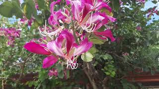 BAUHINIA BLAKEANA videotododia [upl. by Attenor222]