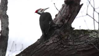 Pileated Woodpecker drumming [upl. by Sena259]