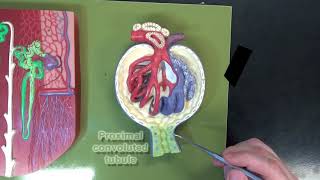 3 Part Kidney Model Part 3 – The Renal Corpuscle [upl. by Ainav]