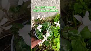 Cyclamen de Naples cyclamen bulb vegetosphere flowers [upl. by Ajaj]