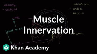 Muscle innervation  Muscularskeletal system physiology  NCLEXRN  Khan Academy [upl. by Clercq874]