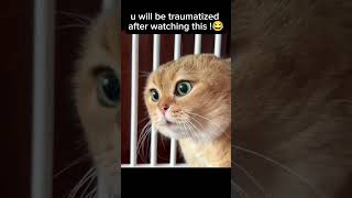 U will be traumatized after watching this😂animals shortsyt [upl. by Eniamzaj]