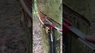 🙇‍♀️ rubberfarming satisfying rubberwood rubber rubberising camping woodprocessing woodwork [upl. by Amees]