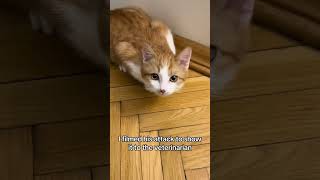 Cat Asthma Attack How to Spot It and Act Quickly catasthma cathealth catlover catvideos shorts [upl. by Licna]