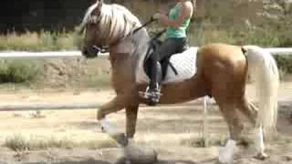 SPANISH PALOMINO FOR SALE 2 [upl. by Chelsy]